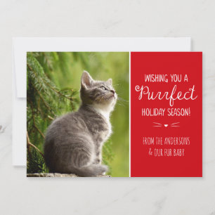 Tarjeta fotográfica sobre el tema del gato perfect