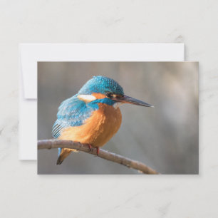 Tarjeta fotográfica sobre la naturaleza de Kingfis