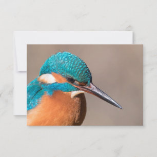 Tarjeta fotográfica sobre la naturaleza de Kingfis