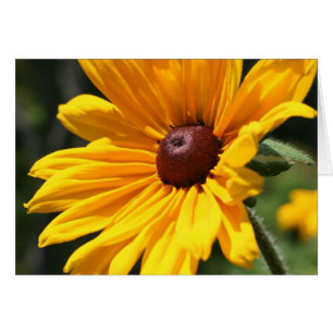 Tarjeta fotográfica Susan Flower Black Eyed