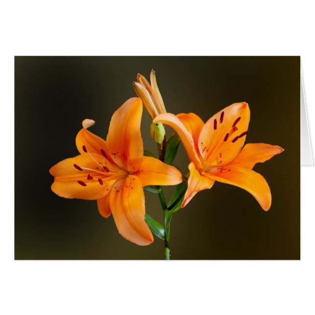 Tarjeta fotográfica Tiger Lilies and Buds, naranja (Anverso (Horizontal))