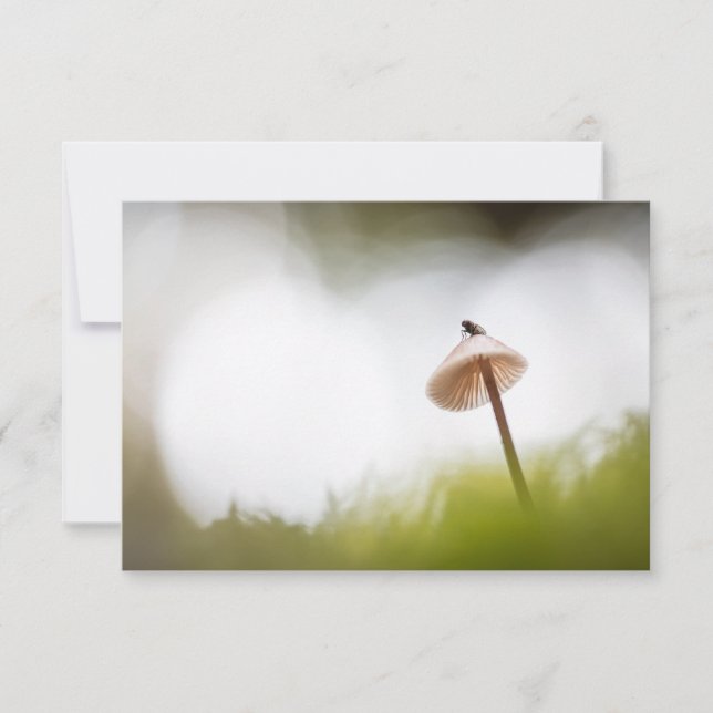 Tarjeta fotográfica Tiny Mushroom Nature (Anverso)