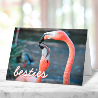 Fotomodelo de flamencos rosados guion Amigas con e