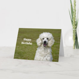Tarjeta Fotos de perro blanco de caniche Cumpleaños