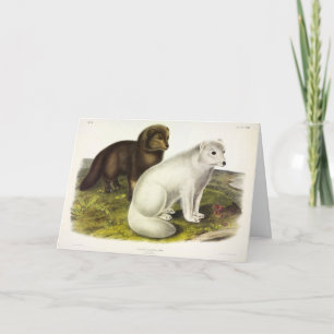 Tarjeta Fox Ártica (Fox blanca, Fox polar, Fox de nieve)