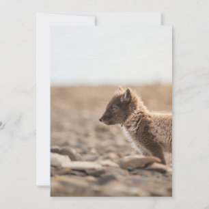 Tarjeta Fox ártica, Svalbard - Foto de la naturaleza