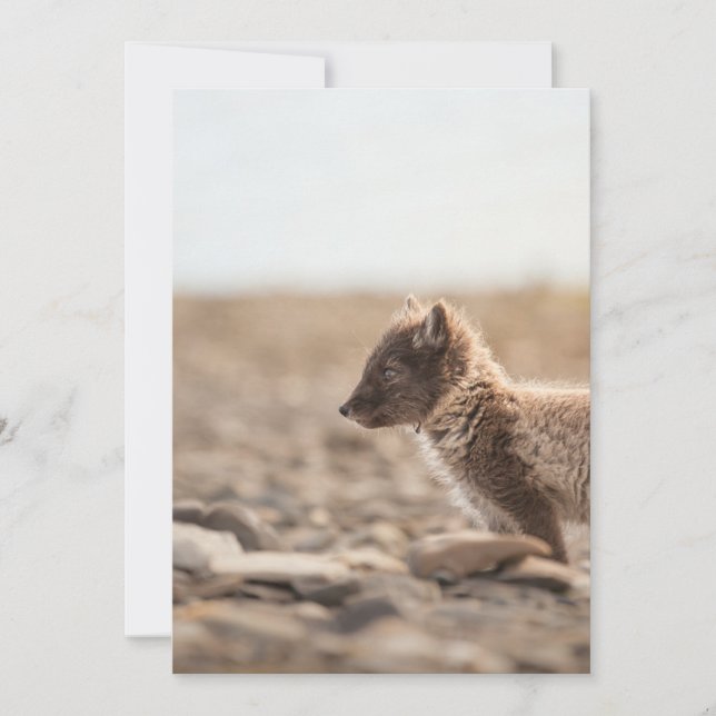 Tarjeta Fox ártica, Svalbard - Foto de la naturaleza (Anverso)