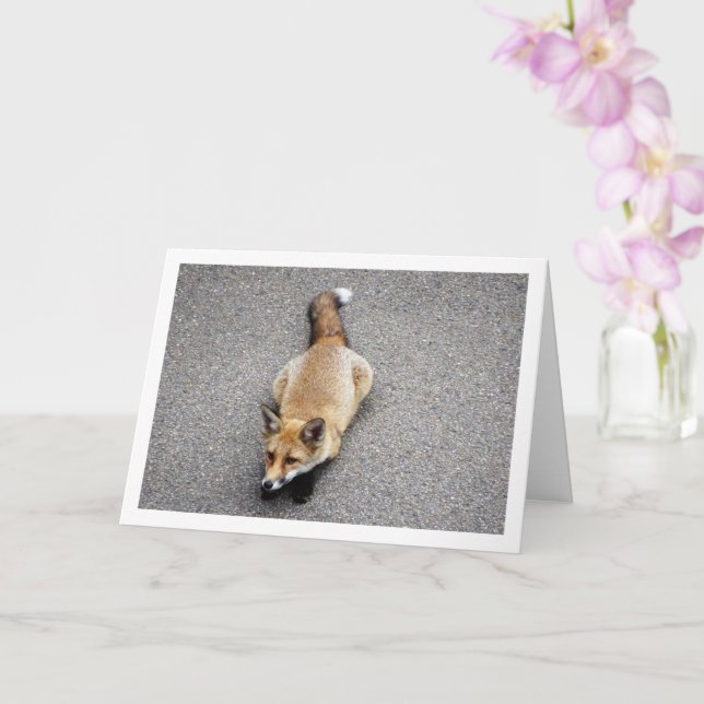 Tarjeta Fox Cub lanza retrato callejero (Orquídea)