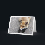 Tarjeta Fox Cub Laying on Street Portrait<br><div class="desc">Fox Cub Laying on Street Portrait Greeting Card. You can easily customize this product for free if you would like to add wording or change the color of the background.</div>