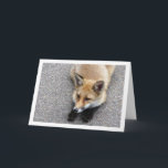 Tarjeta Fox Cub Laying on Street Portrait<br><div class="desc">Fox Cub Laying on Street Portrait Greeting Card. You can easily customize this product for free if you would like to add wording or change the color of the background.</div>