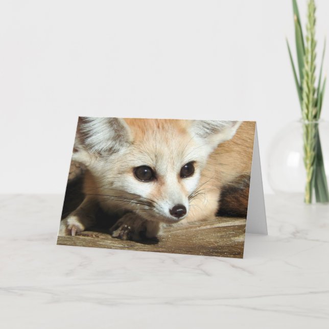 Tarjeta Fox de Fennec (Anverso)