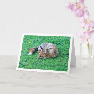 Tarjeta Fox durmiendo en la hierba