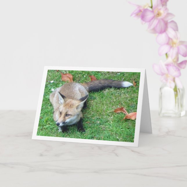 Tarjeta Fox en Lawn (Orquídea)
