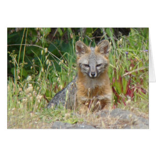 Tarjeta Fox gris
