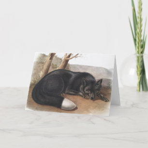 Tarjeta Fox negra o plateada estadounidense (Vulpes fulvus