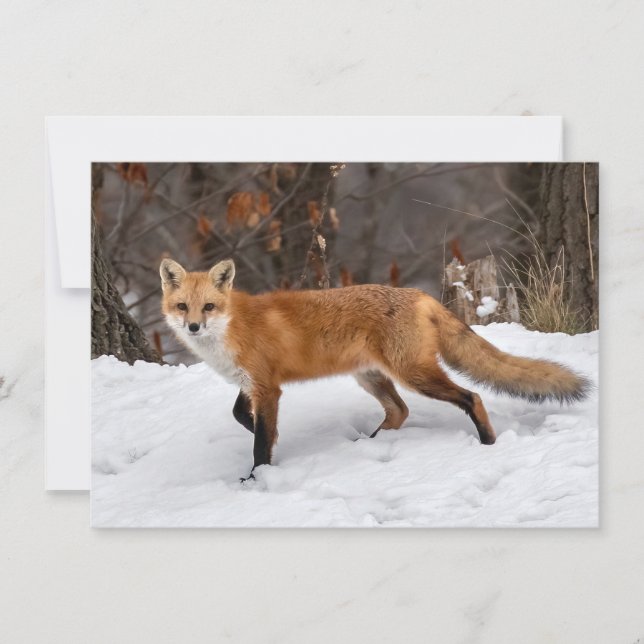 Tarjeta Fox On Snow (Anverso)