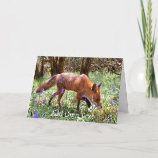 Tarjeta Fox roja en los Bluebells