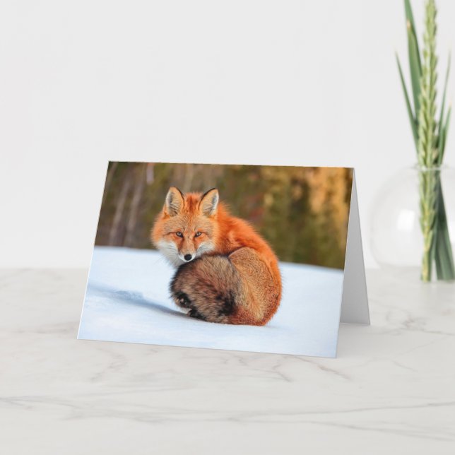 Tarjeta Fox Rojo En Nieve | Yukón (Anverso)