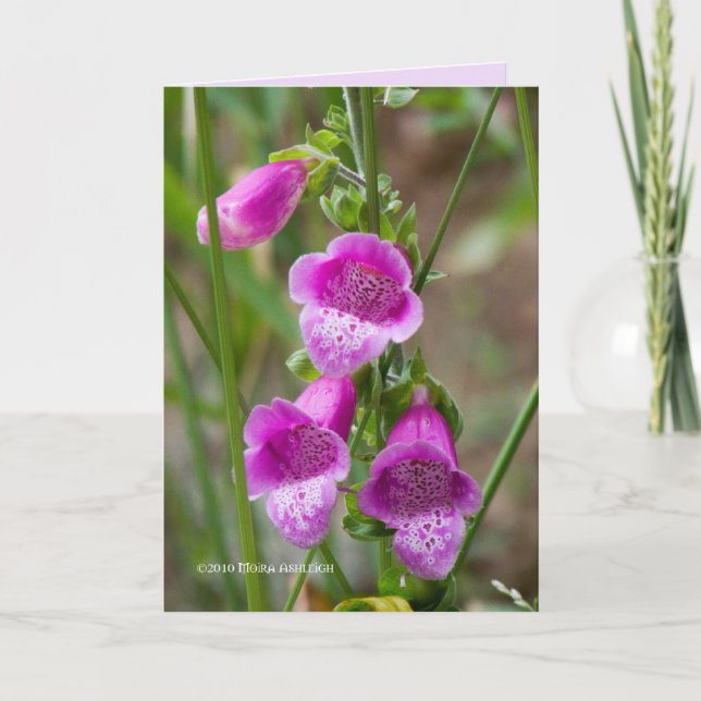 Tarjeta Foxglove (Anverso)