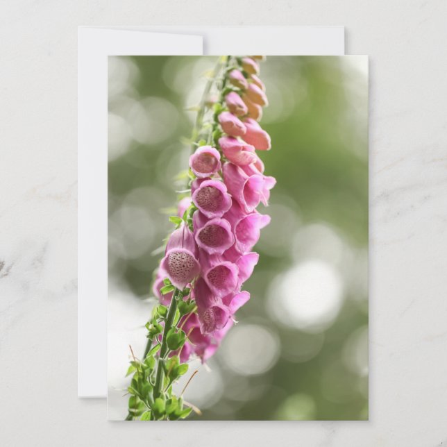 Tarjeta Foxglove Nature Photo (Anverso)