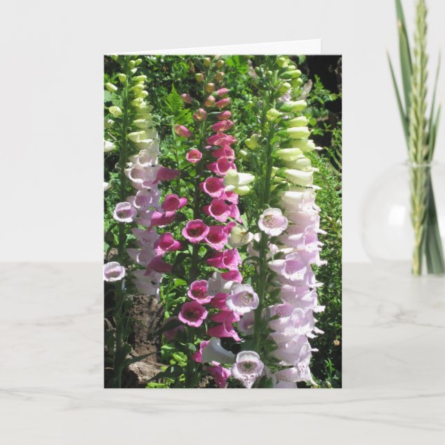 Tarjeta Foxgloves rosados (Anverso)