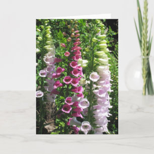Tarjeta Foxgloves rosados
