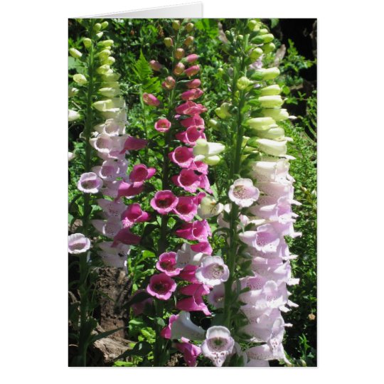 Tarjeta Foxgloves rosados
