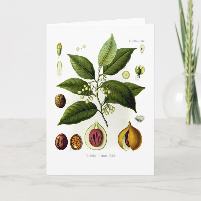 Tarjeta Fraganes de Myristica (nutmeg) (Anverso)