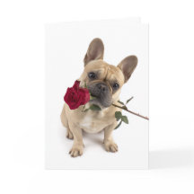 Frenchie Valentine: gran amor en un pequeño paquet