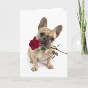 Tarjeta Frenchie Valentine: gran amor en un pequeño paquet