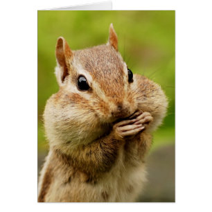 Tarjeta fresca del Chipmunk