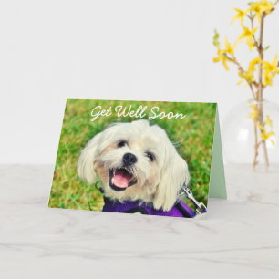 Tarjeta Fresco perro verde y el estímulo se ponen bien