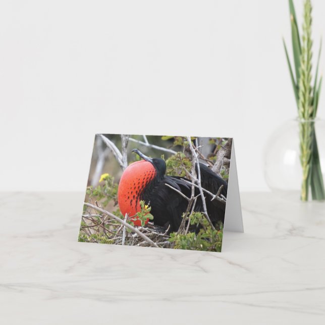 Tarjeta Frigatebird Greeting Card (Anverso)