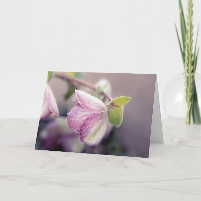 Tarjeta Frosty Helleborus Note (Anverso)