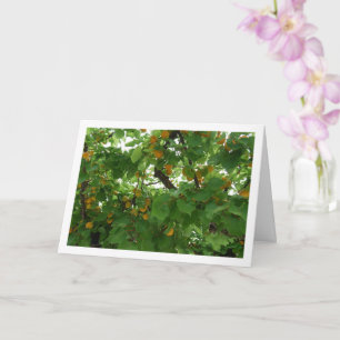 Tarjeta Fruta albaricoque en árbol primer plano
