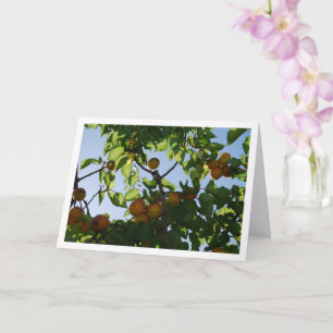 Tarjeta Fruta de albaricoque en árbol