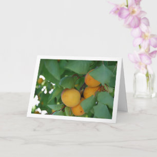 Tarjeta Fruta de albaricoque en árbol