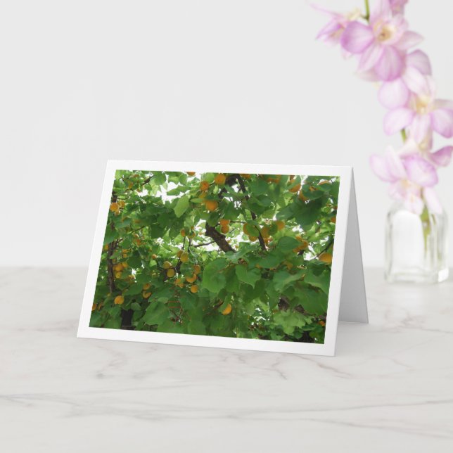 Tarjeta Fruta de Apricot en el cierre de árboles (Orquídea)