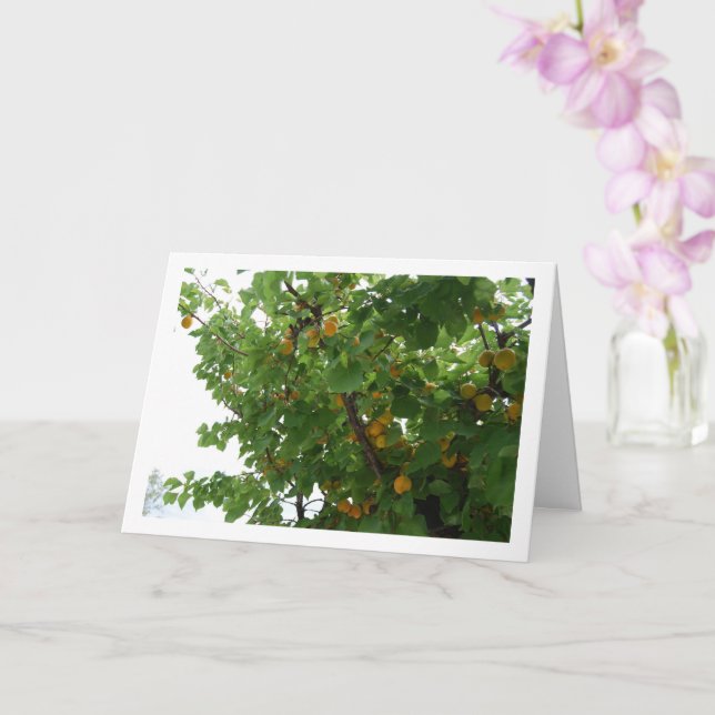 Tarjeta Fruta de Apricot en retrato de árbol (Orquídea)