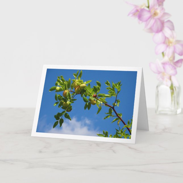 Tarjeta Fruta de jujube en árbol caducifolio (Orquídea)