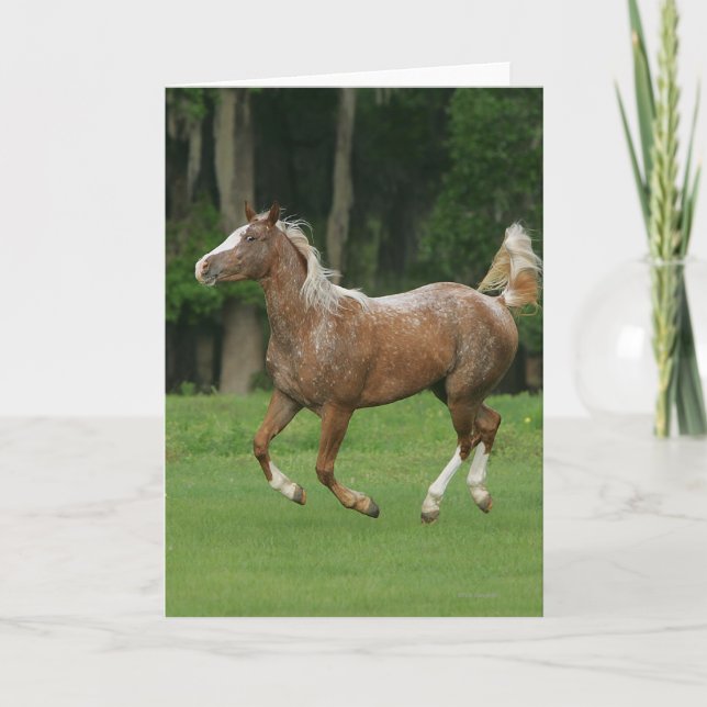 Tarjeta Funcionamiento del caballo del Appaloosa (Anverso)