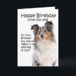 Tarjeta Funny Blue Merle Sheltie Birthday Card<br><div class="desc">Esta divertida tarjeta de cumpleaños Blue Merle Shetland Sheepdog es perfecta para cualquier amante de Sheltie.</div>
