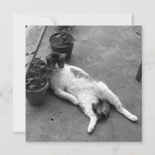 Tarjeta Funny Cat Lounging Black and White