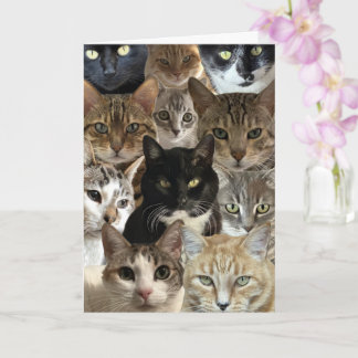 Tarjeta Funny Cat Lover Birday Card
