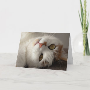 Tarjeta Funny Cat Up Close Birday Card