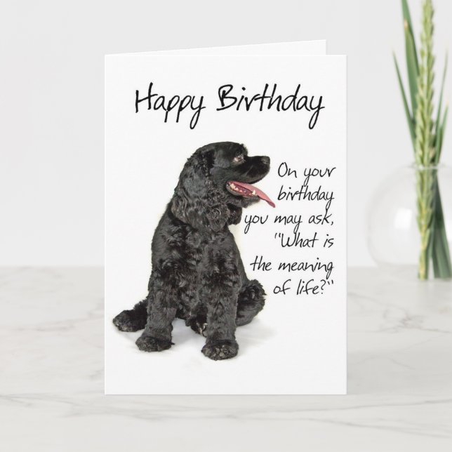 Tarjeta Funny Cocker Spaniel Birthday Card (Anverso)
