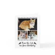 Funny De Cat Dog Mascota 3 Foto Script Cumpleaños