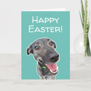 Tarjeta Funny Dog Aovers Easter Card