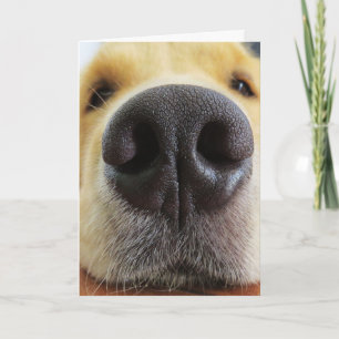 TARJETA FUNNY DOG CUMPLEAÑOS TARJETAS, DOGONE BUENO!