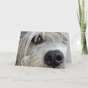 Tarjeta Funny Dog Face Up Close Birday Card